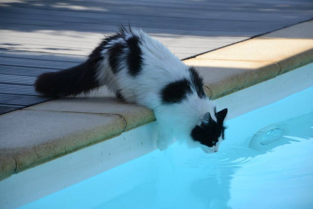 Kočka pijící z bazénu